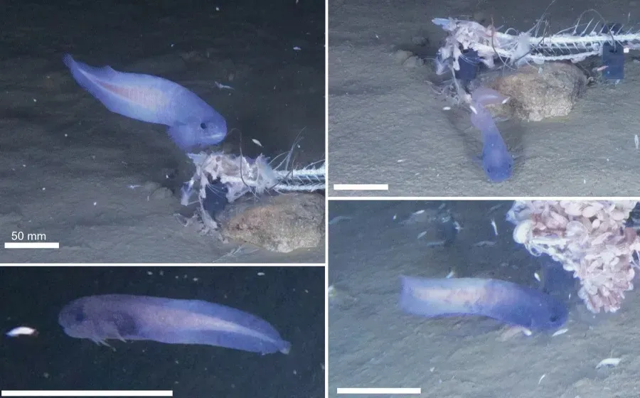 Marine Biodiversity: учёные нашли синего морского слизня на глубине 6 километров