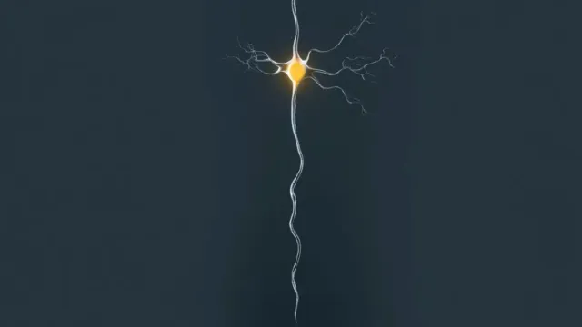 Neuropixels Opto объединяет запись и управление нейронами Neuropixels Opto объединяет запись и управление нейронами