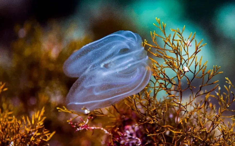 Учёные СФУ нашли применение светящемуся белку, полученному из древнего морского животного