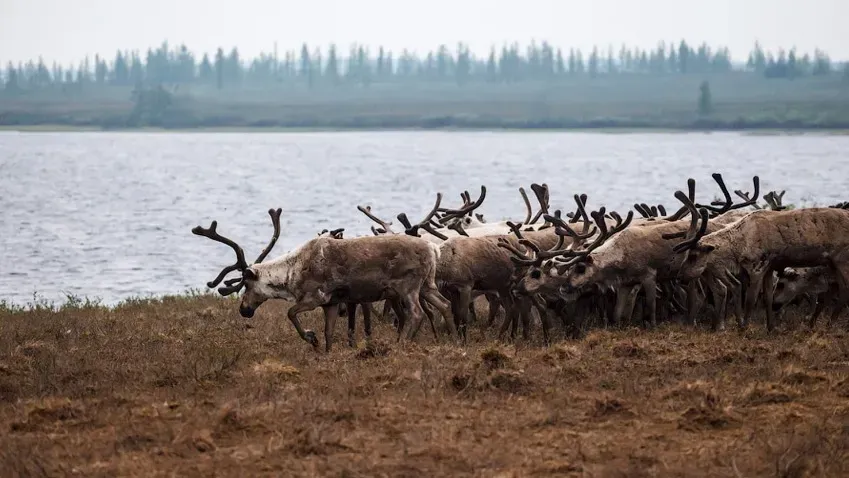 На Ямале обнаружены средневековые ямы-ловушки для поимки диких зверей