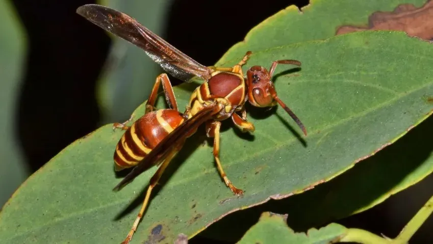 Аллерголог Продеус рассказал об опасности укуса осы