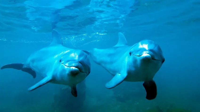 Current Biology: ученые обнаружили, что дельфины кричат друг другу при выполнении совместной...