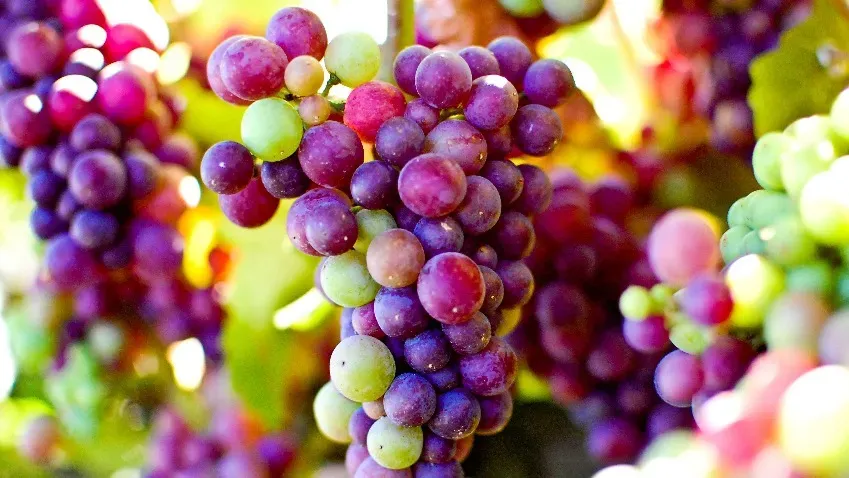 Содержащийся в винограде полифенол может помочь в лечении аутоиммунных заболеваний