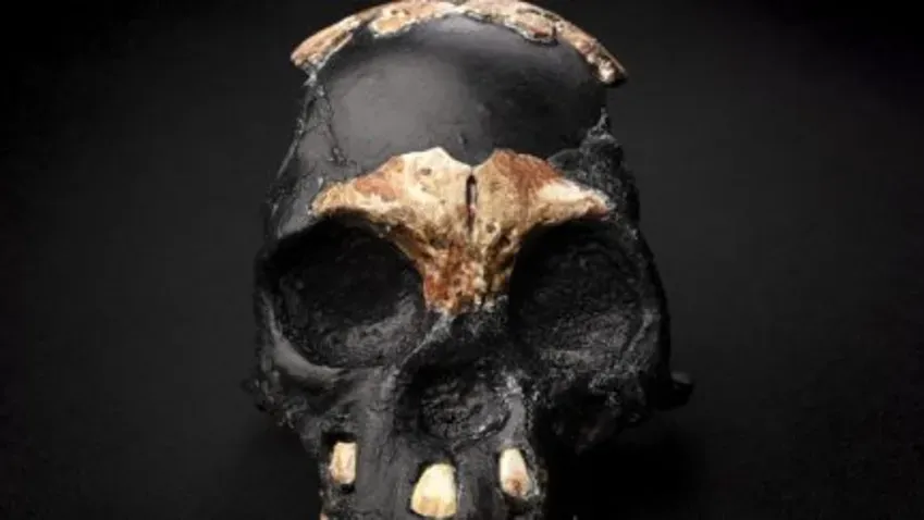 Новые исследования ставят под сомнение гипотезу о захоронениях Homo naledi