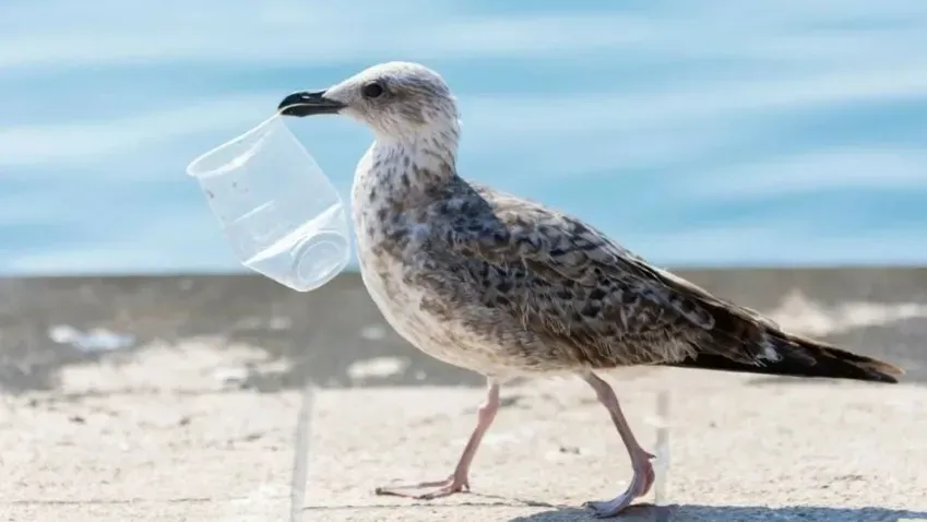 Пластикоз – новое заболевание, вызываемое пластиком, обнаруженным у морских птиц