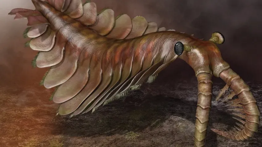 Высший хищник кембрия Аномалокарис не мог прокусить панцирь трилобита 500 млн лет назад