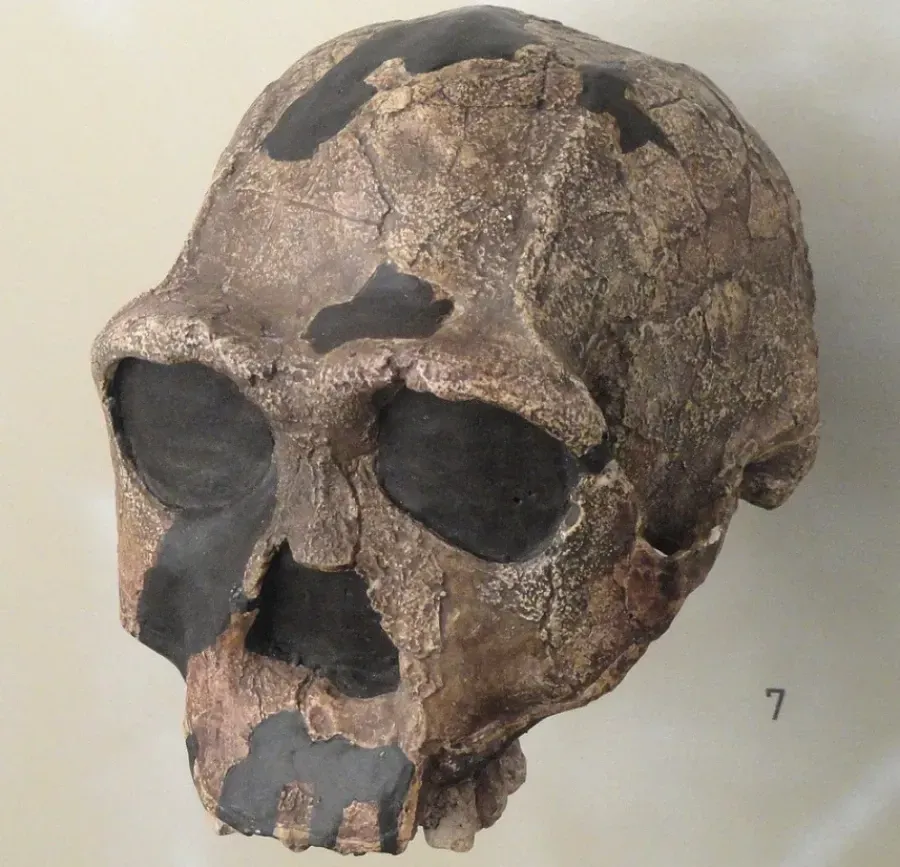 Череп Homo erectus. Фото: wikimedia.org
