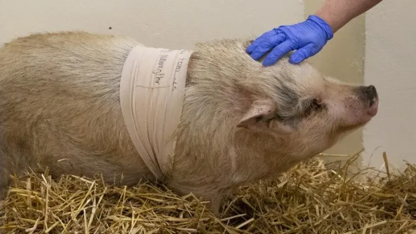 Хирурги впервые провели операцию по удалению ушного канала у свиньи