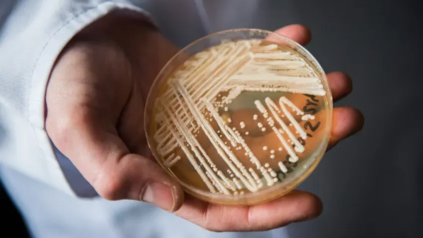 В США устойчивый к лекарствам грибок Candida auris убивает до трети заражённых