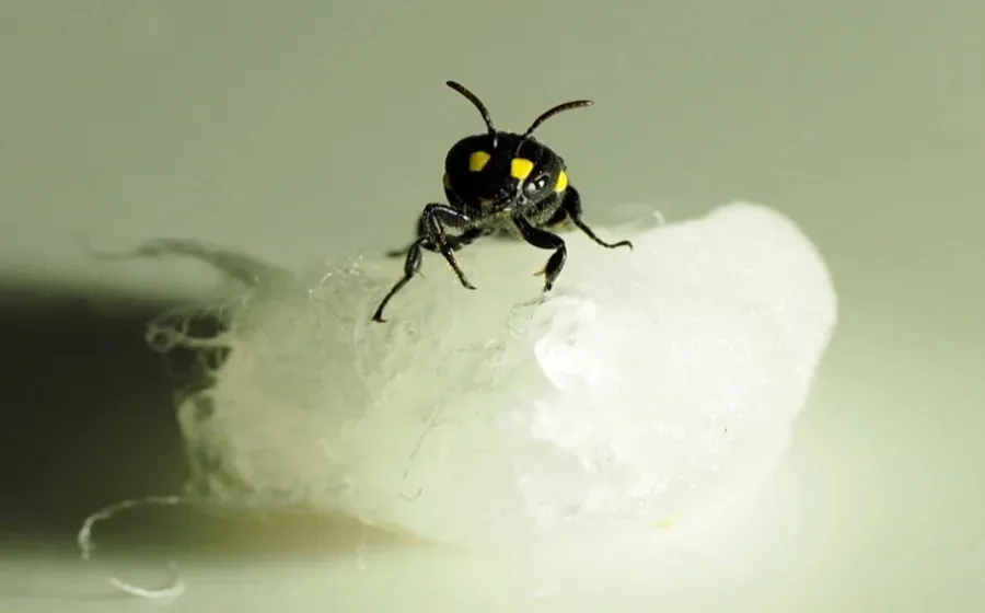 Компания Humble Bee Bio создаёт биопластик с помощью австралийских пчёл