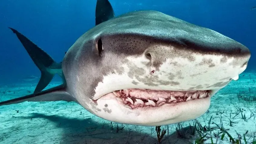 The Guardian: Тигровая акула отрыгнула целую ехидну