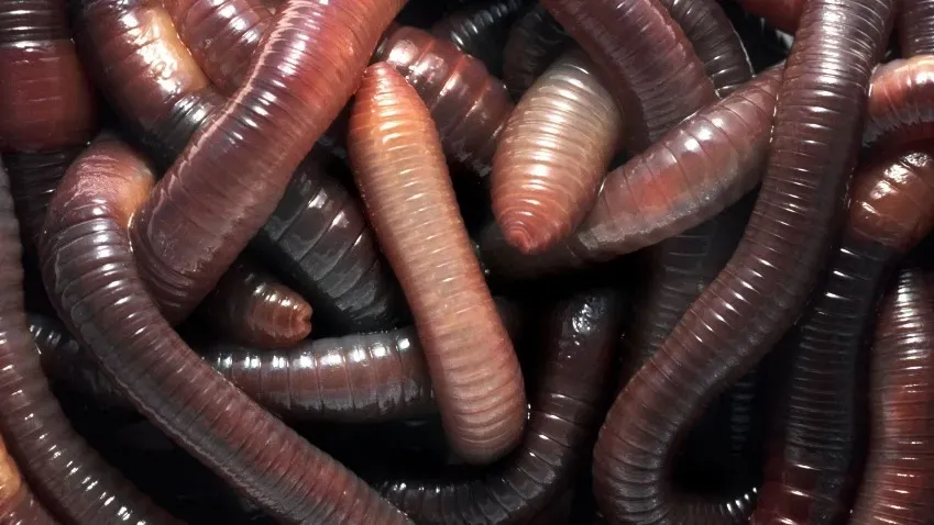 Science: Ученые создали математическую модель молниеносного распутывания червей из клубка