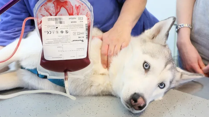 Цифровой биобанк донорской собачьей крови Dognor привлек первые инвестиции