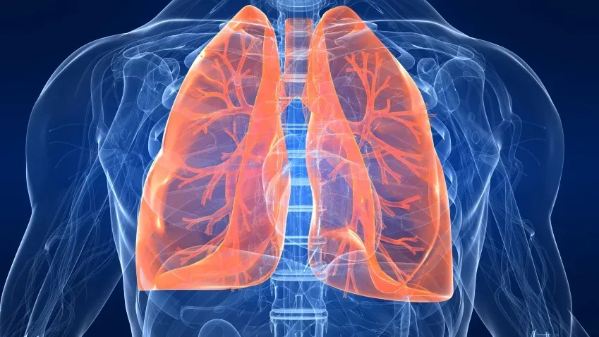 Medical Xpress: ученые смогли вырастить в лаборатории мини-легкие для ускорения изучения...