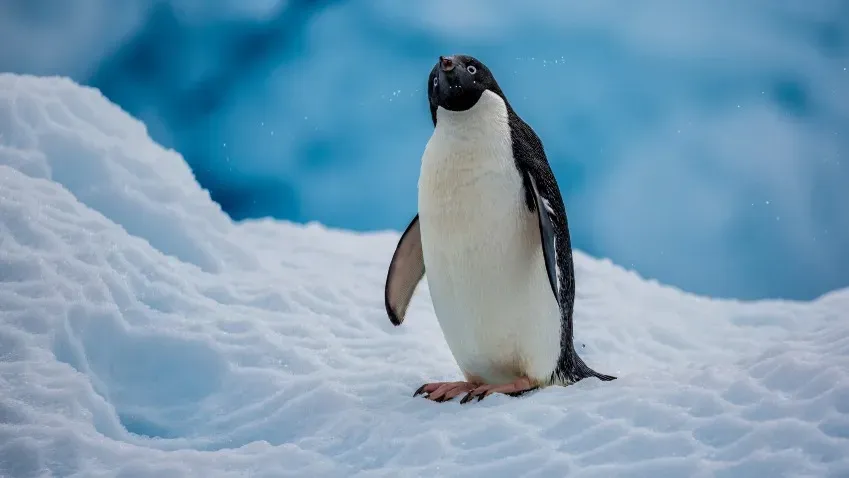 Зеркальный тест показал наличие самосознания у пингвинов