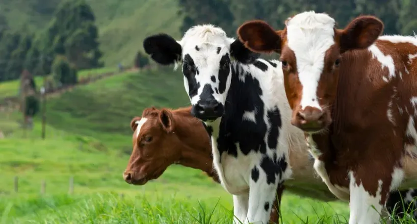 Домашний скот предложили поселить в дикой природе ради улучшения экологии и дешёвого мяса