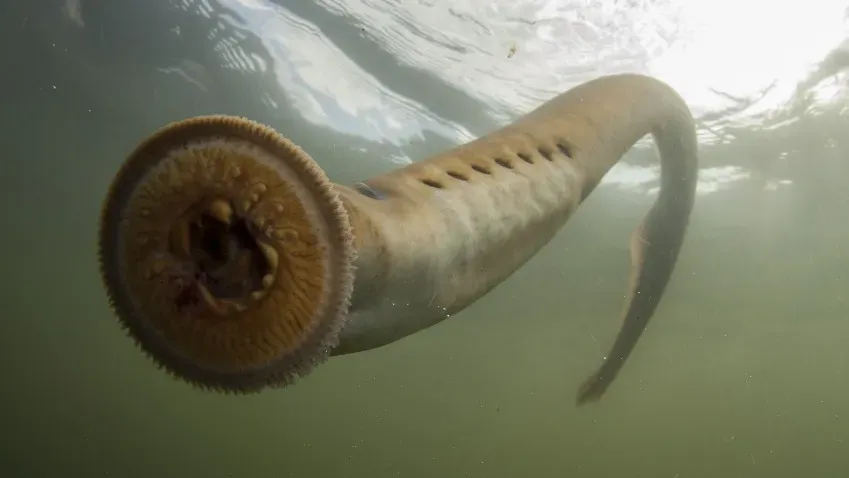 GCA: Древние морские черви могли спровоцировать появление жизни на Земле