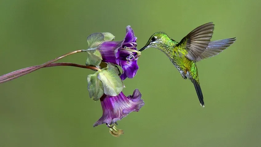 Исследование показало, что парящий полет колибри, вероятно, развился благодаря утраченному гену
