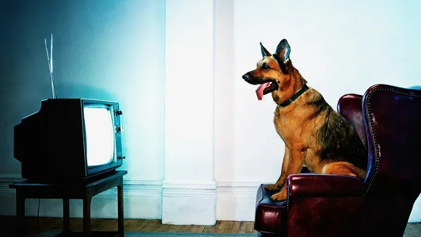 Корейцы придумали телевизор для собак