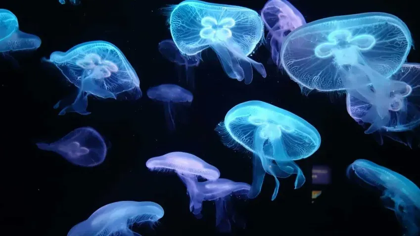 АиФ: Из морей Краснодарского края медузы вытесняют отдыхающих
