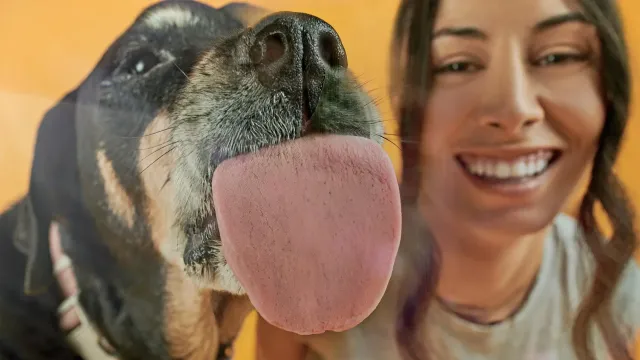 В США разрабатывают таблетку для продления здоровой жизни собак