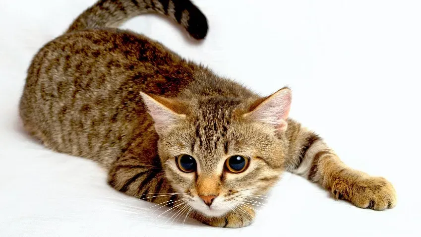 Исследователи Австралии рассказали, почему владельцы кошек больше подвержены расстройствам...