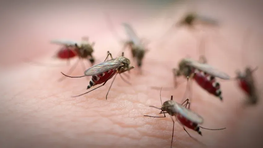 PLOS ONE: Контролировать популяцию комаров можно путем деактивации их сперматозоидов
