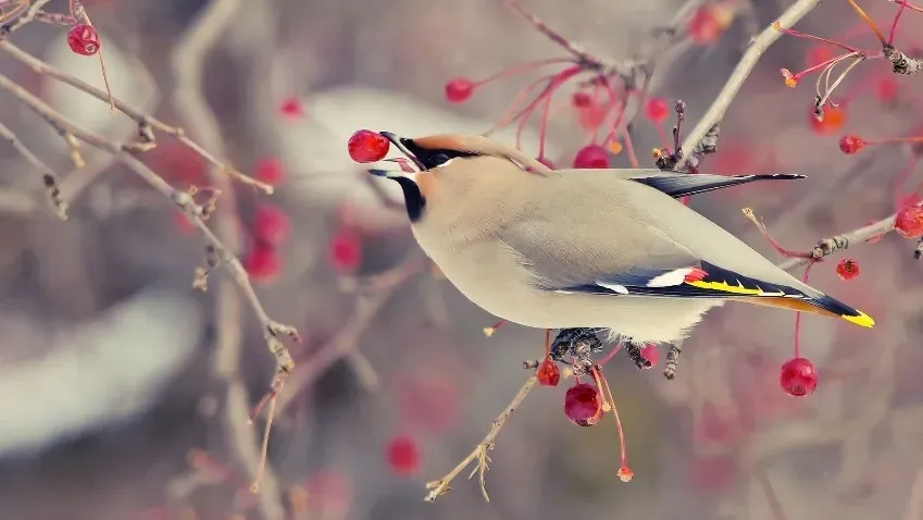 Ученые рассказали, можно ли подкармливать диких птиц зимой