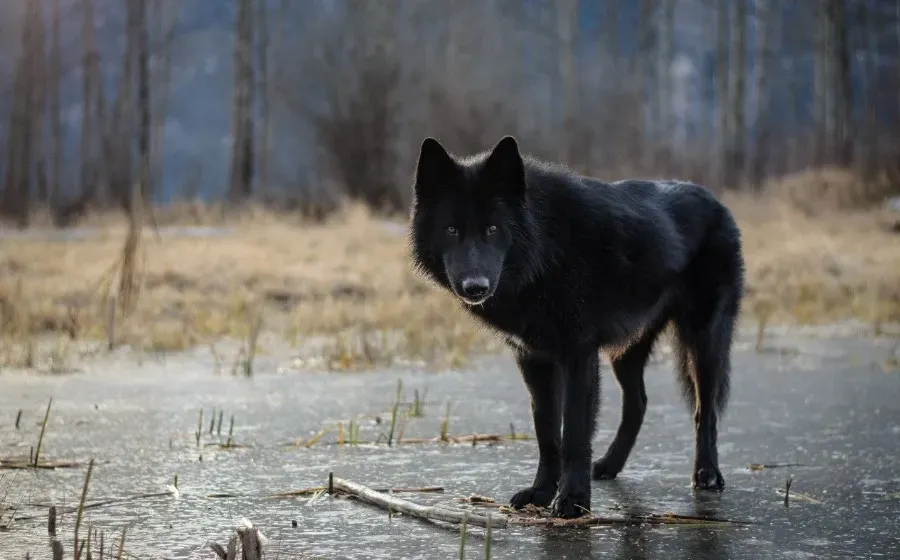 Устойчивость к чуме собак помогла чёрным волкам расплодиться в Америке