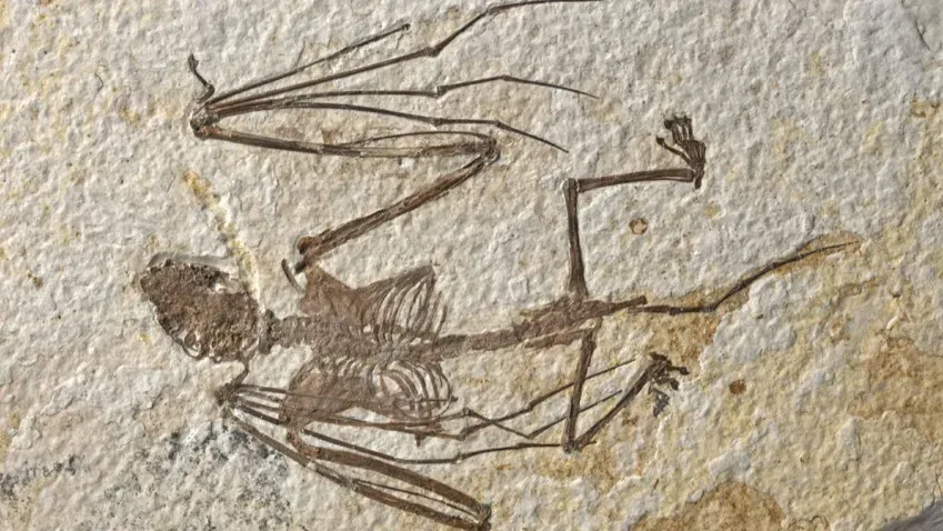 PLoS ONE: в Вайоминге найдены древнейшие скелеты летучих мышей возрастом 52 миллиона лет