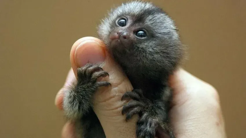 В Германии найдена самая маленькая человекообразная обезьяна в истории