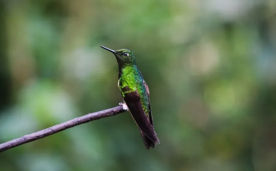 Зоологи Вашингтонского университета: самки колибри маскируются под самцов ради безопасности