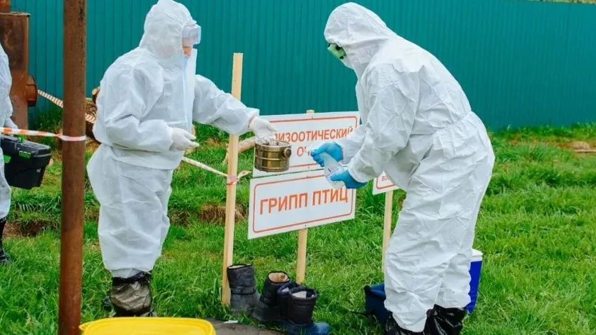 NewsNN: Жители Нижегородской области могут умереть при заболевании птичьим гриппом