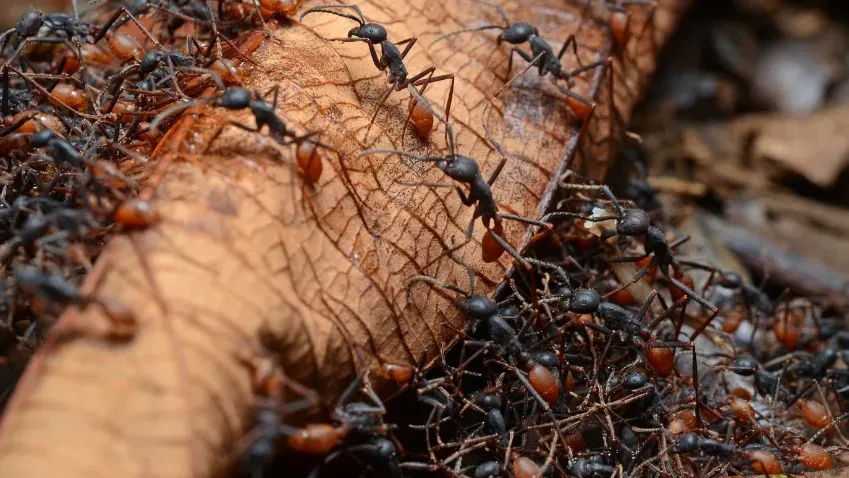 PNAS: Учёные ответили на вопрос, сколько в мире муравьёв, их примерно 20 квадриллионов