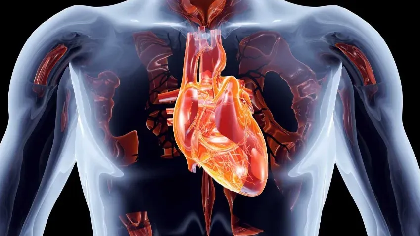 Найден новый метод лечения сердечно-мерцательной аритмии
