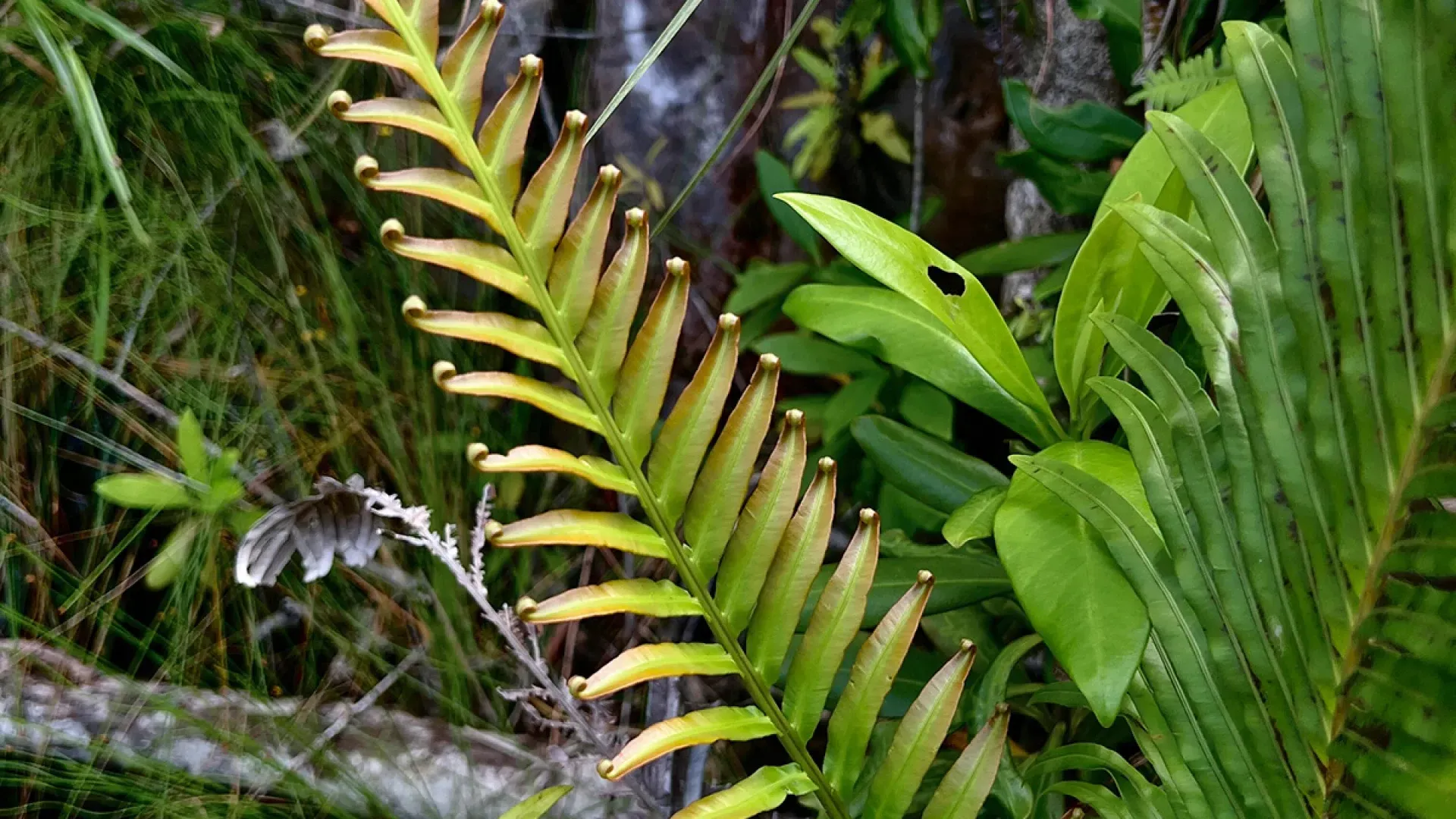 Китайские учёные обнаружили папоротник, способный формировать минералы