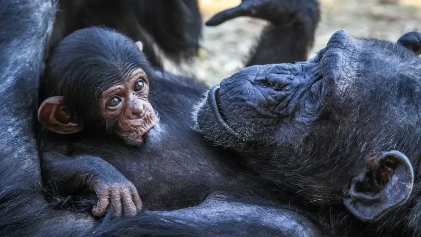 Science: менопауза самок шимпанзе сделала их еще более похожими на людей