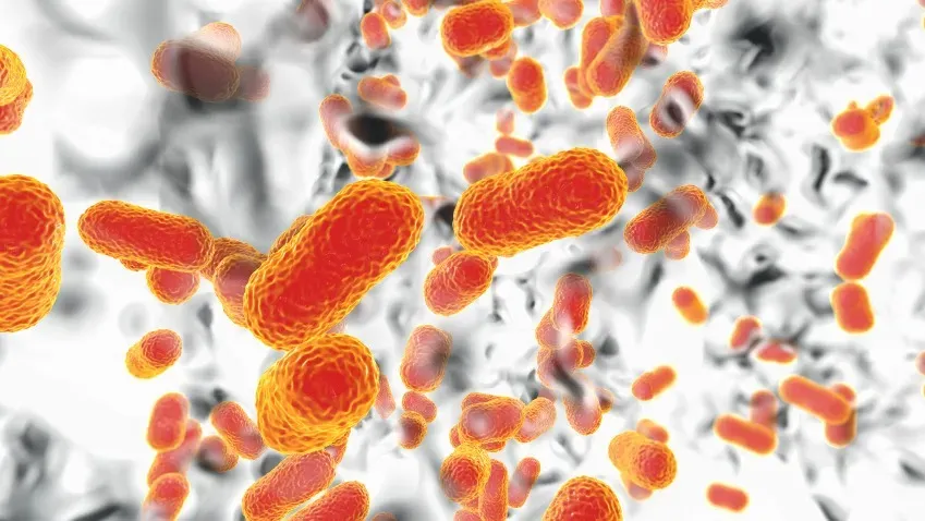 Ученые обнаружили, как супербактерия A. baumannii может годами выживать в суровых условиях