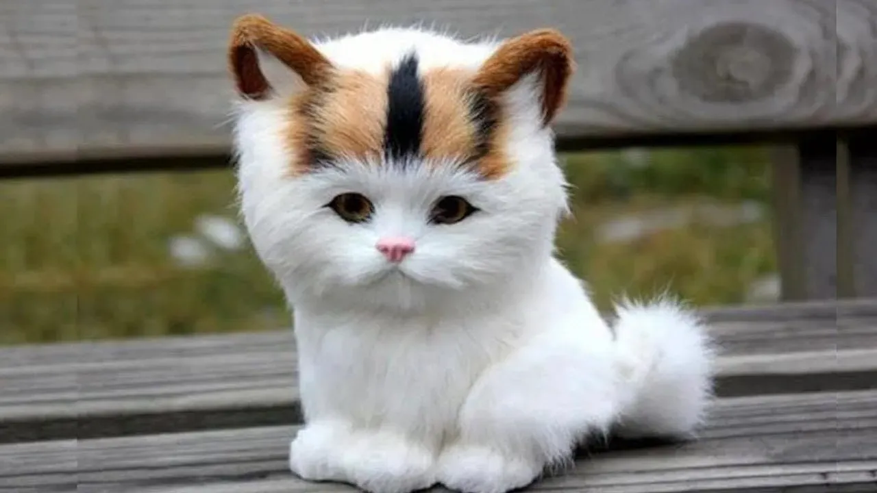 Самые милые породы кошек