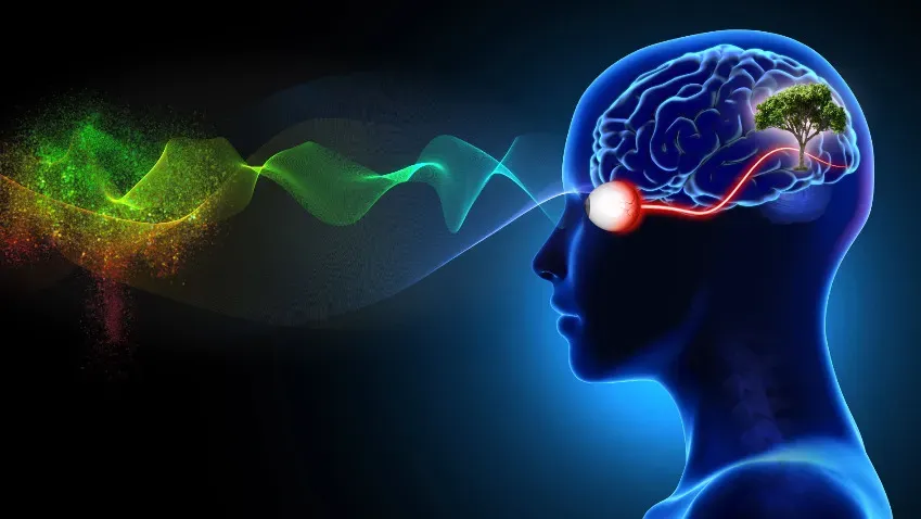 Ученые выяснили, как мозг человека обрабатывает зрительную информацию