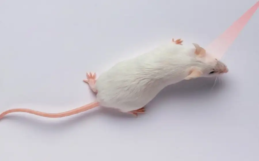 Ученые могут контролировать поведение мышей с помощью инфракрасного излучения