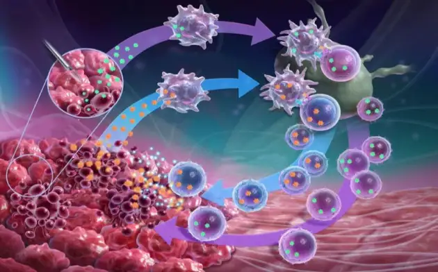 Синтетические антитела и иммунные клетки значительно уменьшают размер опухолей