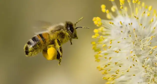Пчёл научили различать чётные и нечётные числа