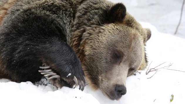 Ученые выяснили, почему у медведей во время зимней спячки не возникает тромбоза