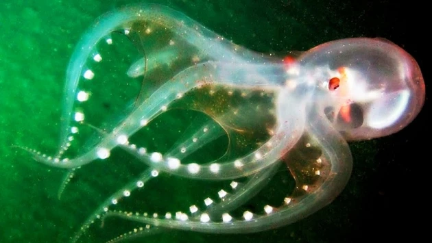 Ученые скрестили гены кальмара с клетками человеческой кожи, чтобы сделать ее "невидимой"