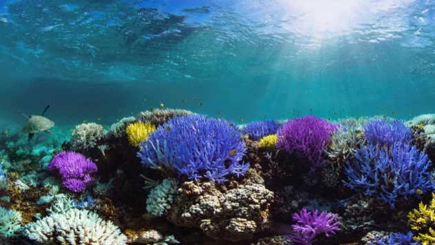 Ученые выяснили, что потепление океана усиливает вспышки вирусов в кораллах
