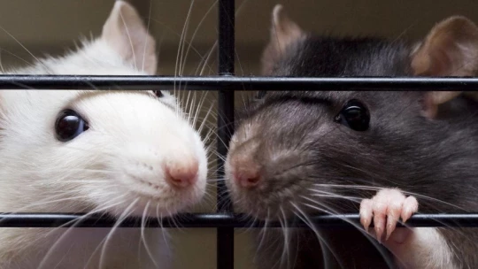 PBR: крысы и люди совершают одинаковую ошибку в решении психологической «проблемы Линды»