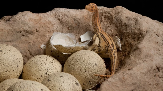 Анализ скорлупы яиц динозавров: Птицеподобный троодон откладывал 4-6 яиц в общее гнездо