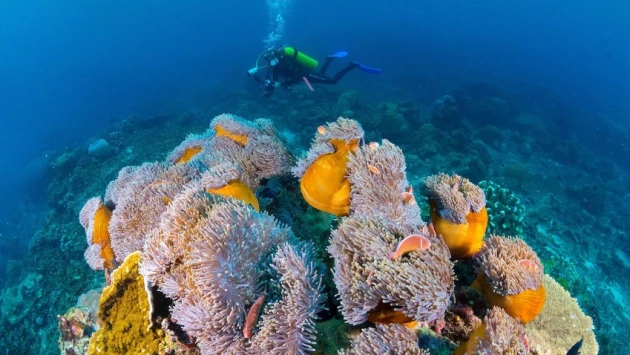 Исследователи используют кораллы для изучения истории работорговли на острове Санта-Крус