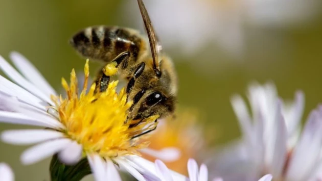 Газета.Ru: сплошные вырубки леса способствуют увеличению популяции пчёл
